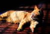 houtong-cat-village-located-vicinity-hou-tong-station-rui-fang-district-xinbei-city-taiwan-tha-lazy-cute-128357612.jpg