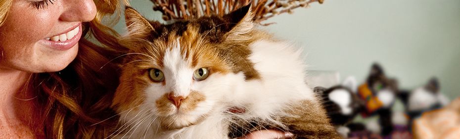 welcome-to-village-cat-clinic.jpg