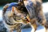 houtong-cat-village-located-vicinity-hou-tong-station-rui-fang-district-xinbei-city-taiwan-tha-lazy-cute-128356581.jpg