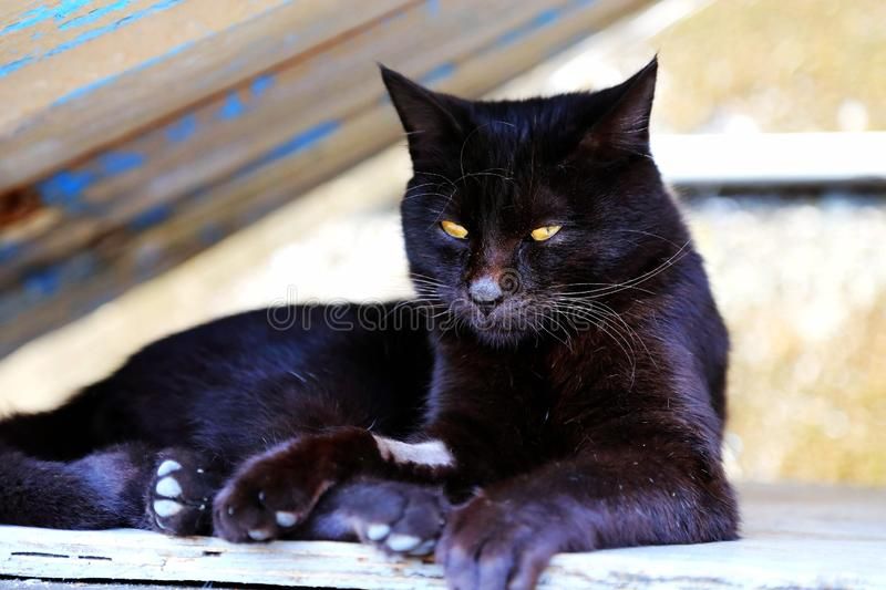 houtong-cat-village-located-vicinity-hou-tong-station-rui-fang-district-xinbei-city-taiwan-tha-lazy-cute-128292898.jpg