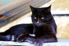 houtong-cat-village-located-vicinity-hou-tong-station-rui-fang-district-xinbei-city-taiwan-tha-lazy-cute-128292898.jpg