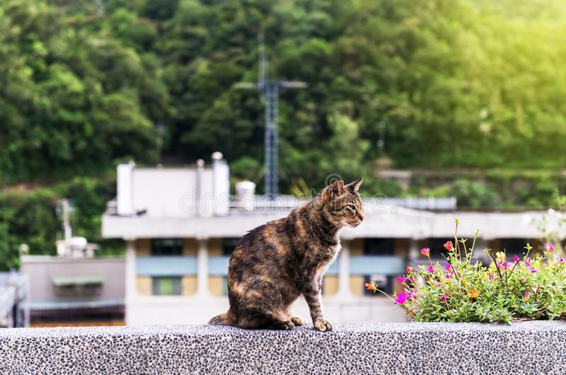 brown-cat-houtong-village-ruifang-district-new-taipei-taiwan-101903782.jpg