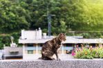 brown-cat-houtong-village-ruifang-district-new-taipei-taiwan-101903782.jpg