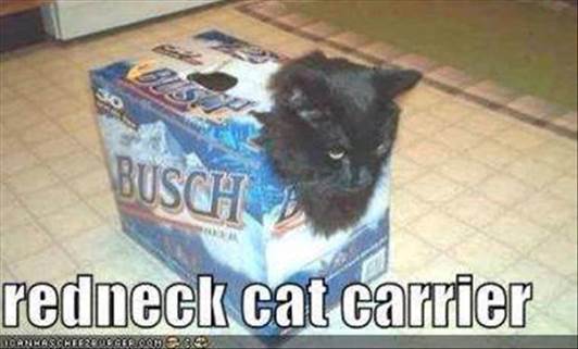 redneck cat.jpg