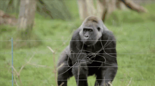 tenor5.gif