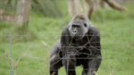 tenor5.gif