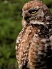 Burrowing Owls on Marco Island.jpg