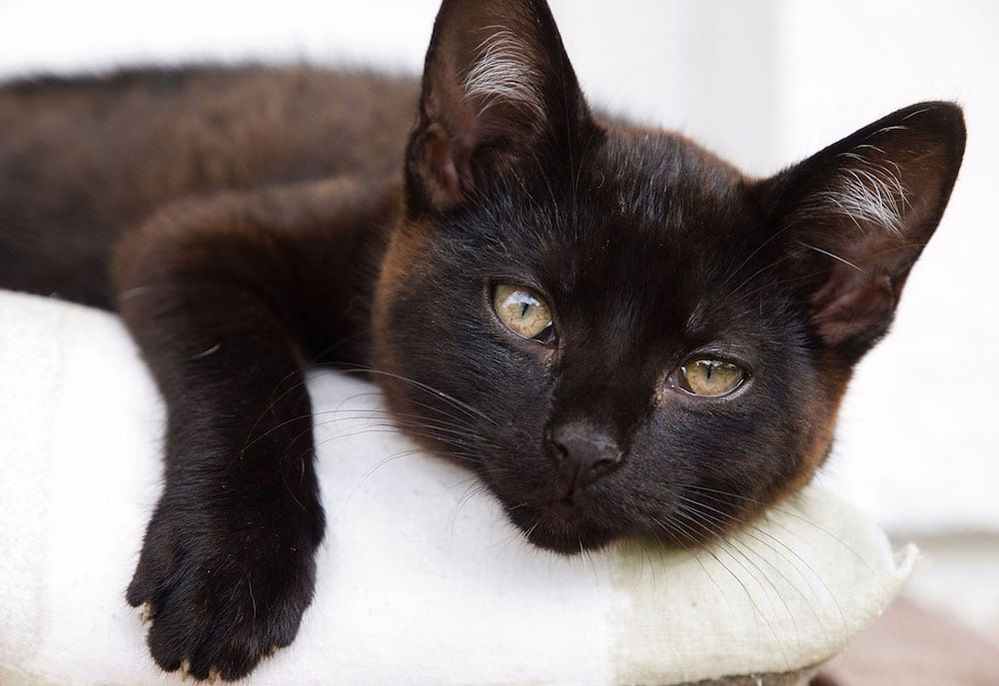 Black-Cat-Appreciation-Day.jpg