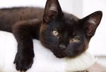 Black-Cat-Appreciation-Day.jpg