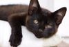 Black-Cat-Appreciation-Day.jpg