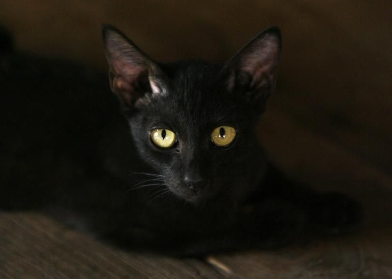 216644-beware-black-cats.jpg