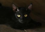 216644-beware-black-cats.jpg