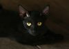 216644-beware-black-cats.jpg