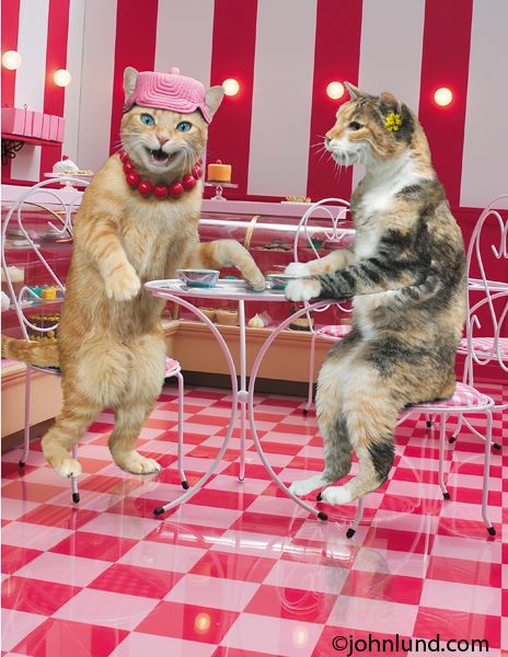 "Let's have a Catte latte!