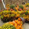 1-Costa-Farms-Fall-Flower-5-Croton.jpg
