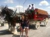 twins w clydesdales.jpg