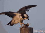 tenorttt.gif
