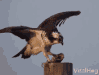 tenorttt.gif
