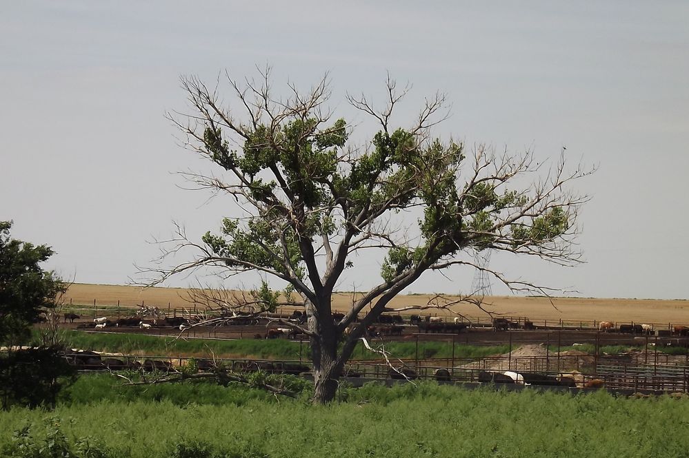 My Tree