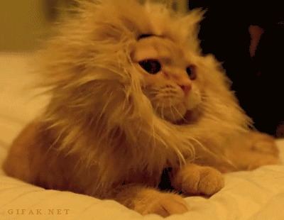 a lioncat.gif