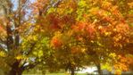IMAG0261.jpg