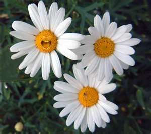 DoubleEnglishDaisies.jpeg
