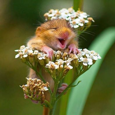 Chipmock Cuteness.jpg