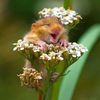 Chipmock Cuteness.jpg