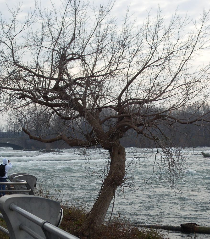 As a tree.jpg