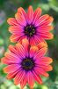 realpics-flwr-3.jpg