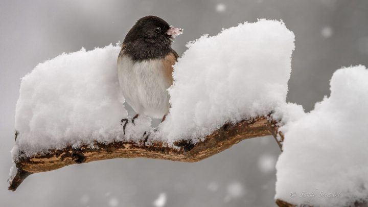 food-feathers-ft-720x405.jpg