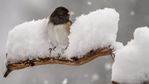 food-feathers-ft-720x405.jpg
