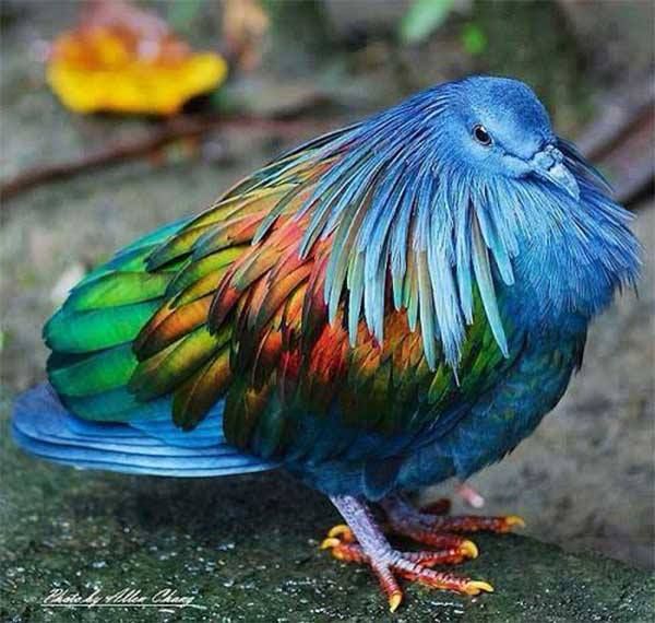 RKym0XAjdtVXETXgOnnk_nicobarpigeon1.jpg