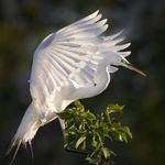 egret.jpg