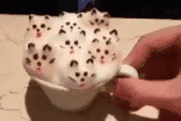 marshmallow cats in cup.gif