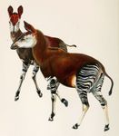 Okapi_1901.jpg