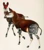Okapi_1901.jpg