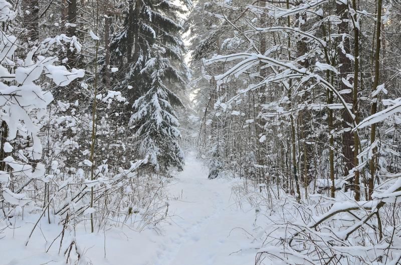 awesome-winter-landscape-snow-covered-path-trees-wild-forest-winter-forest-forest-snow-awesome-winter-162483356.jpg