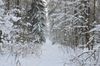 awesome-winter-landscape-snow-covered-path-trees-wild-forest-winter-forest-forest-snow-awesome-winter-162483356.jpg