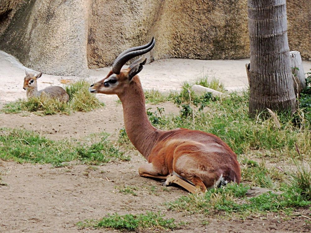 San_Diego_Zoo_Avril_2013_05.JPG
