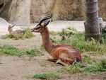 San_Diego_Zoo_Avril_2013_05.JPG