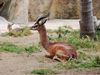 San_Diego_Zoo_Avril_2013_05.JPG