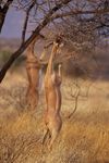 Gerenuks_in_Samburu.jpg