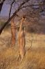 Gerenuks_in_Samburu.jpg