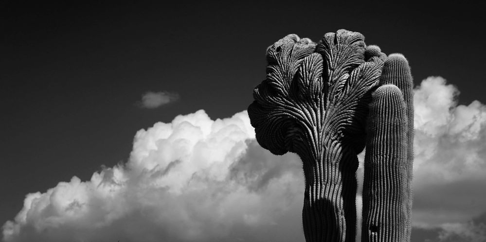 saguaro submission.jpg