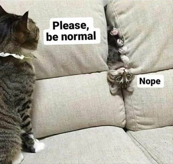 Please be normal cats.jpg
