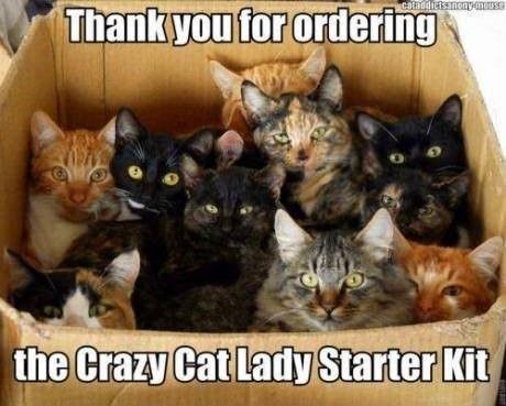 crazy cat lady starter kit.jpg