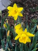 My daffodils 2021.jpg