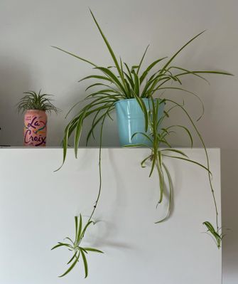 spider and air plants.jpg