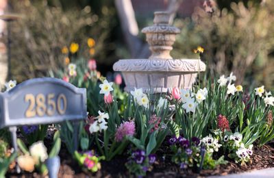 Our Spring Flowers 2021.JPG